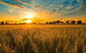Wheat Field